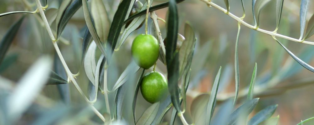 03 Green Olives