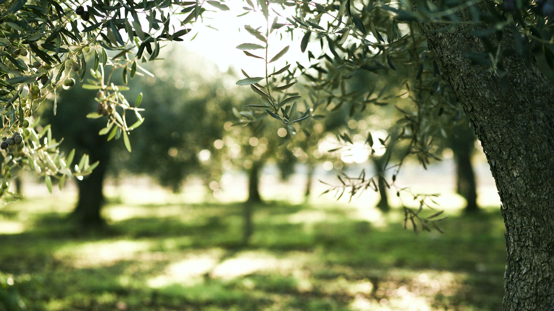 Old Olive Grove