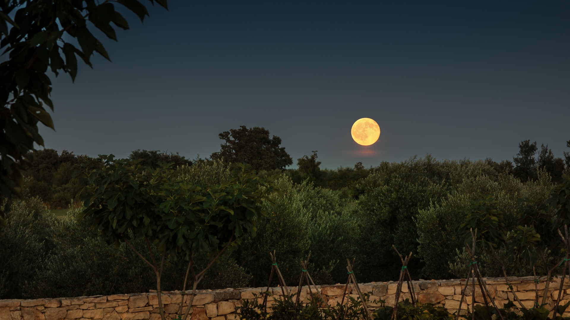 Moonrise over the Brist Olive Grove